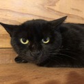 シャイな黒猫さん♡撫で撫でできます♡