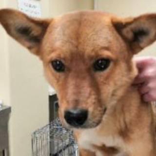 譲渡：元東－Ⅾ998