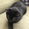 避妊済みエイズ白血病陰性ワクチン済み黒猫さん サムネイル2