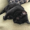 避妊済みエイズ白血病陰性ワクチン済み黒猫さん サムネイル4