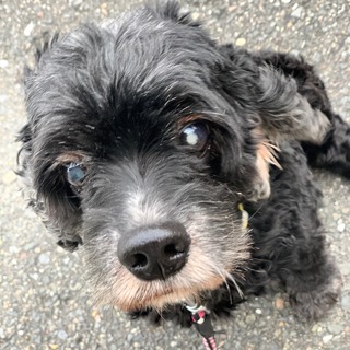 人懐っこくて甘えんぼなアメコカ　くろみつちゃん♪