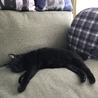避妊済みエイズ白血病陰性ワクチン済み黒猫さん サムネイル5