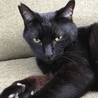 避妊済みエイズ白血病陰性ワクチン済み黒猫さん サムネイル6
