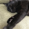 避妊済みエイズ白血病陰性ワクチン済み黒猫さん サムネイル7