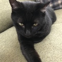 避妊済みエイズ白血病陰性ワクチン済み黒猫さん
