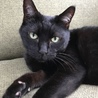 避妊済みエイズ白血病陰性ワクチン済み黒猫さん サムネイル3