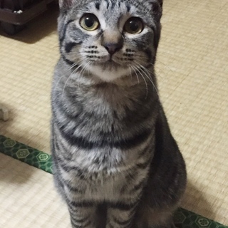 キラちゃん♀元気いっぱいな子猫ちゃん