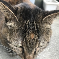 マール