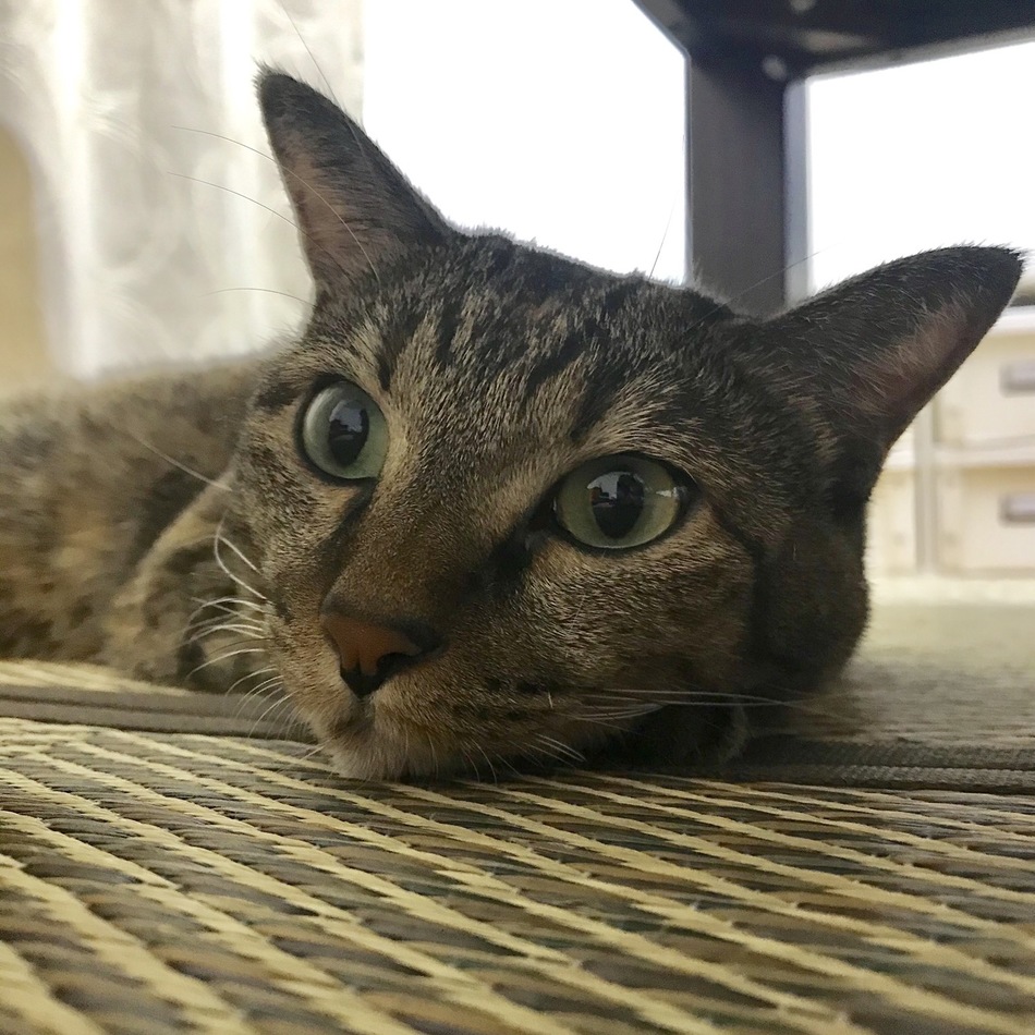マールのカバー写真