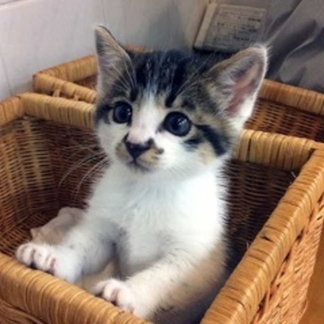 茶ビーのカバー写真