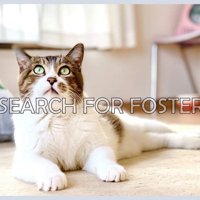 en_ahahaのカバー写真