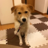 まだちょっと人が怖いけど頑張ってます。可愛いテリア サムネイル3