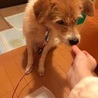 まだちょっと人が怖いけど頑張ってます。可愛いテリア サムネイル4