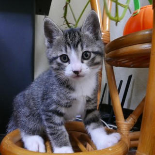 生後1ヶ月半の子猫の里親さんを探しています。