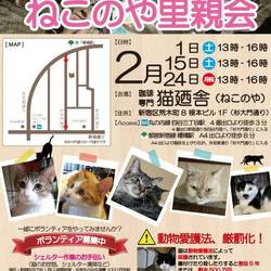 ２月２４(月祝)　四谷猫廼舎　里親会（ボランティア募集中）