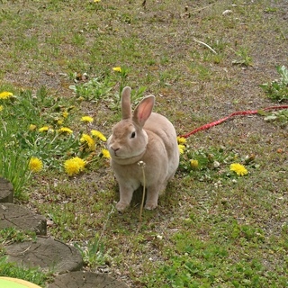 ミニレッキス♂ マロン君