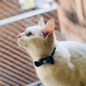 美しいブルーアイとオレンジアイの白子ねこ姉妹