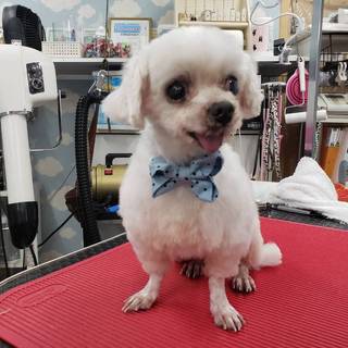 マルチーズ まるのすけ君