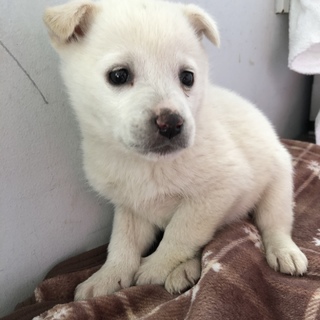 可愛いしろちゃんです。1072