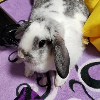 ロップイヤー里親様募集