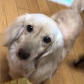 ☆甘えん坊のまかろんちゃん☆5歳