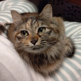 フワフワなサンちゃん家族募集中