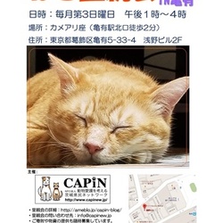 【開催中止】CAPIN ねこ里親会（譲渡会）in亀有