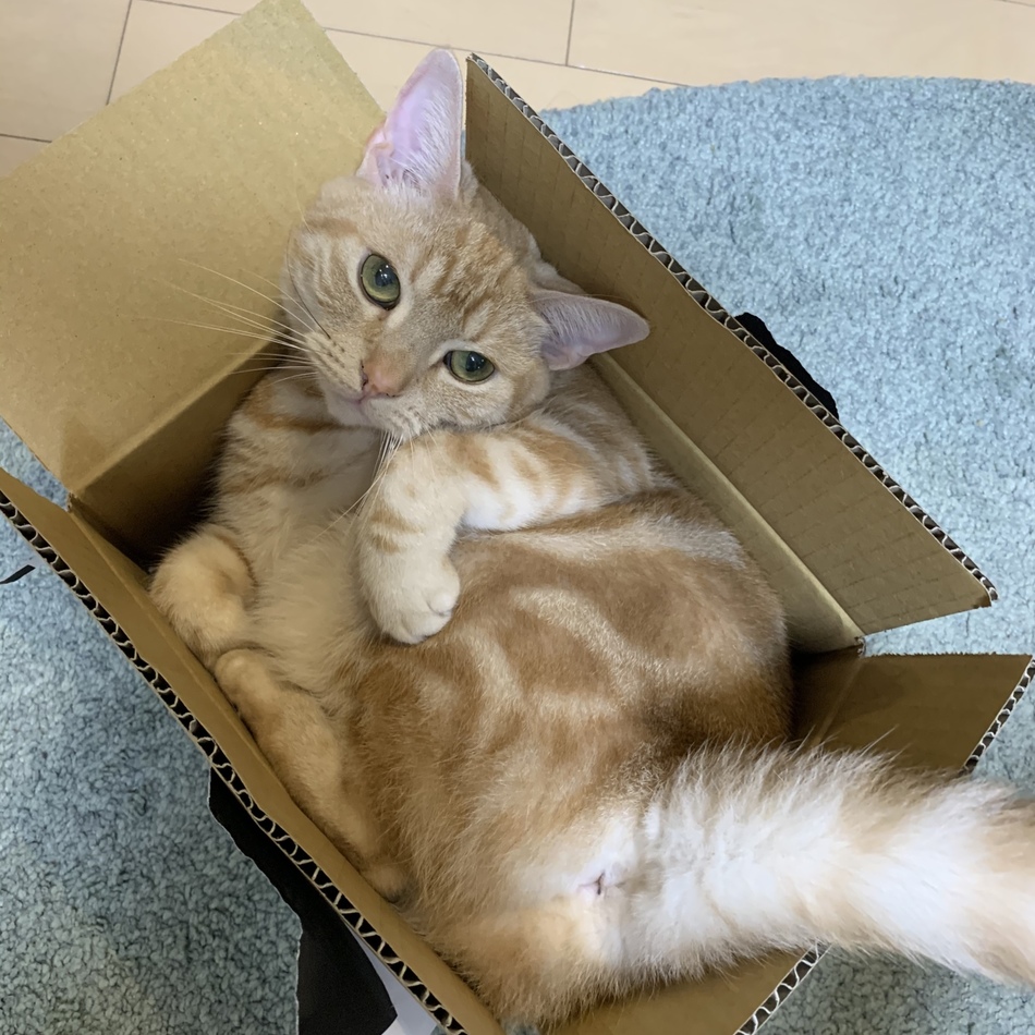 ねねのカバー写真