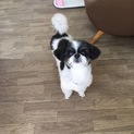 ココちゃんで(*´ω`*)