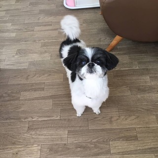 ココちゃんで(*´ω`*)