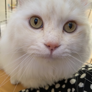 イケメン長毛猫！