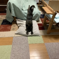 楓