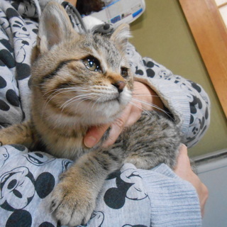 とても可愛い子です