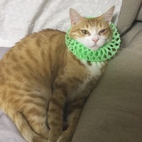 ちゃーこ
