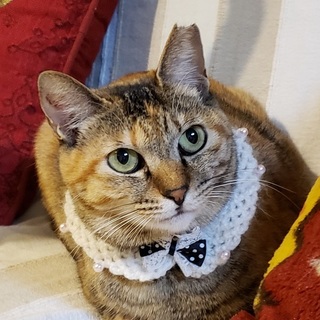 【保護主宅でのお見合い】みさきちゃん4歳くらい★