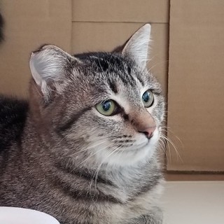 おっとりした美猫さん