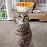 おっとりした美猫さん サムネイル3