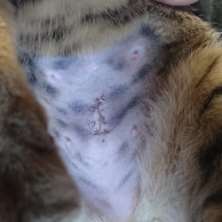 「【縫合部写真あり】姫ちん、不妊手術お疲れ様でした」サムネイル2