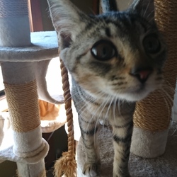 「【縫合部写真あり】姫ちん、不妊手術お疲れ様でした」サムネイル3