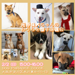 元野良犬ちゃんおうちを探す譲渡会