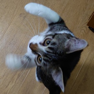 慎重派にゃんこ、イアンちゃん