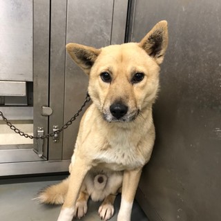 獅子罠野犬ハンサム男子クロード君→相談中！