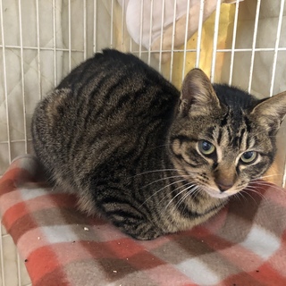 TNR現場に現れたキジ猫ちゃん　動画あり。