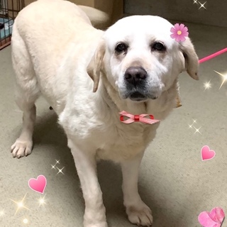 個体番号：i20-45 とっても大人しい子です。