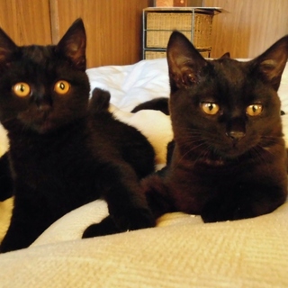 兄妹一緒に★自称黒猫界ＮＯ．１の美猫　ぶぅぶ