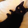 兄妹一緒に★自称黒猫界ＮＯ．１の美猫　ぶぅぶ サムネイル5