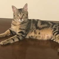 キャラ