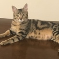 人懐っこい猫ちゃんです！
