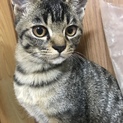 照れ屋で、可愛い猫ちゃんです