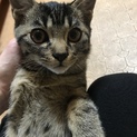 照れ屋な可愛い猫ちゃん
